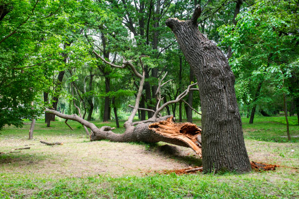 Professional Tree Removal Services in Jenks, OK